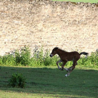 Izalto 