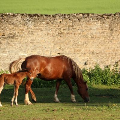 Izalto et Dazzling