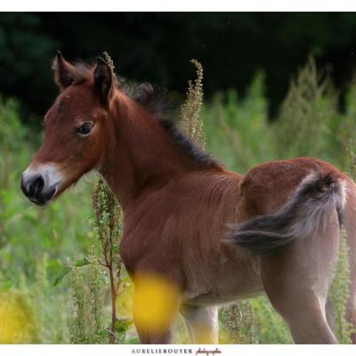 Izalto 